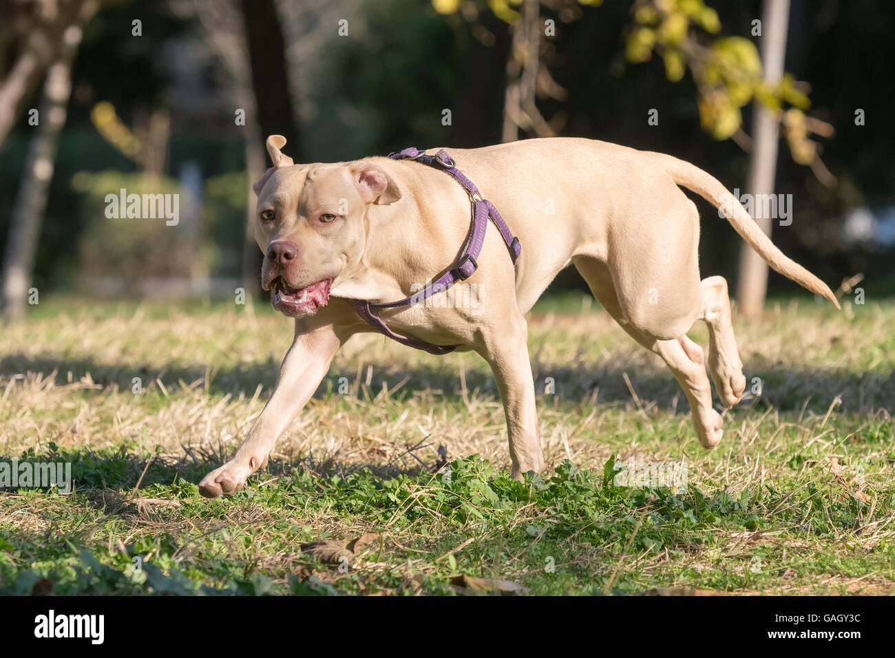 Ritratto di un American Staffordshire terrier, uno sguardo più da vicino. Foto Stock