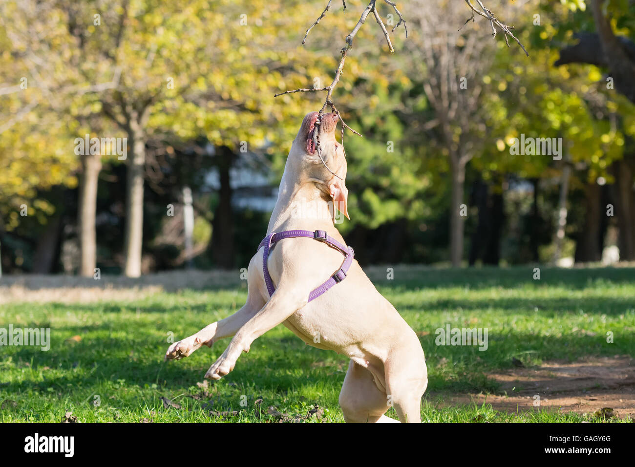 American Staffordshire terrier in azione jumping alta. Foto Stock