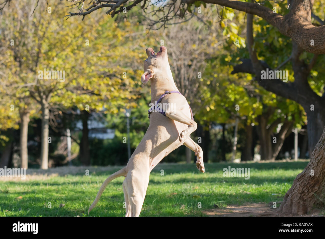 Bella posa di un American Staffordshire terrier jumping. Foto Stock