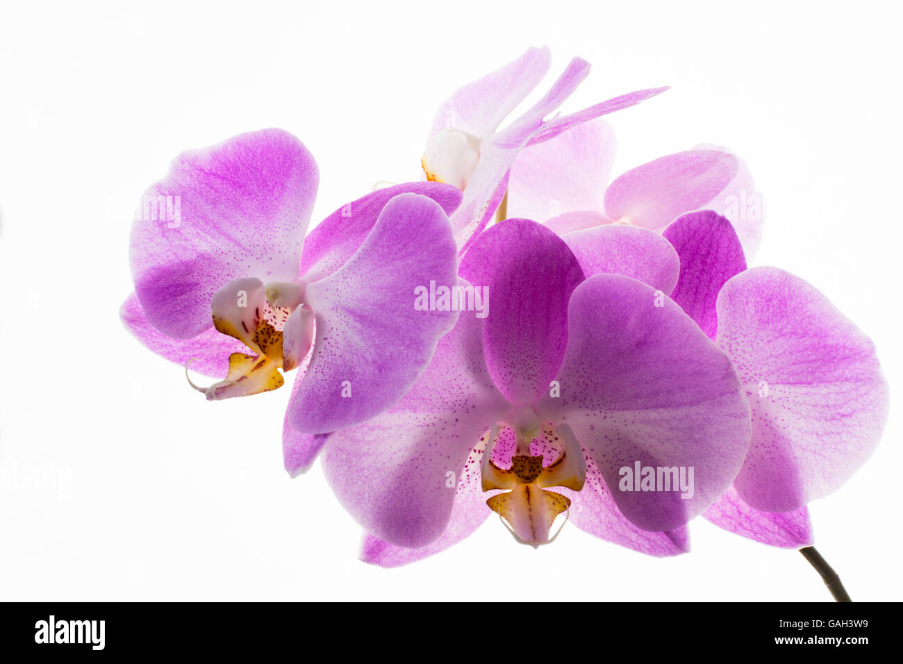 Rosa fresca phalaenopsis orchidee ramo su sfondo bianco. Cornice di fiori. Sfondo di fiori. Bouquet di fiori. Biglietto di auguri. Moth Foto Stock