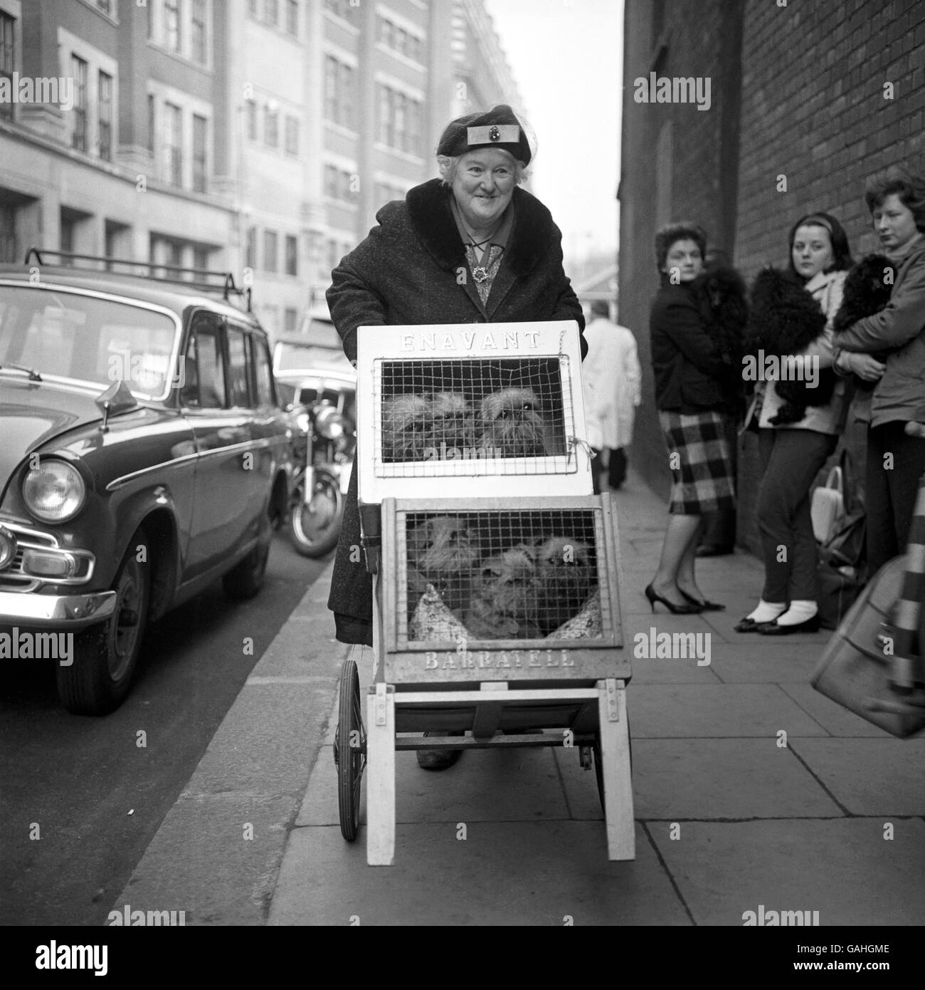 Animali - Cruff's Dog Show - Olympia Foto Stock