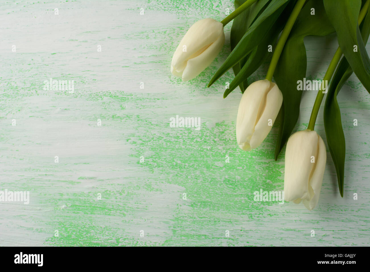 Bianco e viola i tulipani sfondo. Cornice di fiori. Sfondo di fiori. Bouquet di fiori. Biglietto di auguri. La festa della mamma. Posto per il testo. Foto Stock