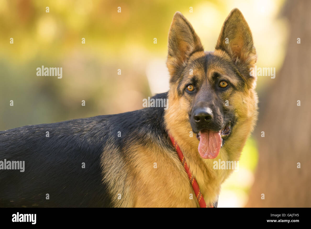 Pastore Tedesco cane ritratto. Uno sguardo più da vicino. Foto Stock