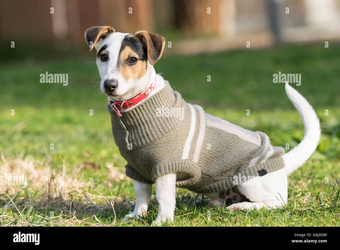 Jack Russell Terrier cane ritratto a un parco. Foto Stock