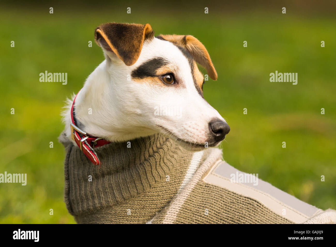 Jack Russell ritratto di cane. Foto Stock