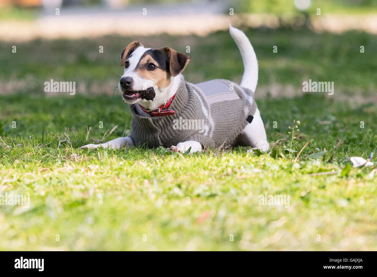 Jack Russell Terrier cane a suonare in un parco con un bosco di pini. Foto Stock