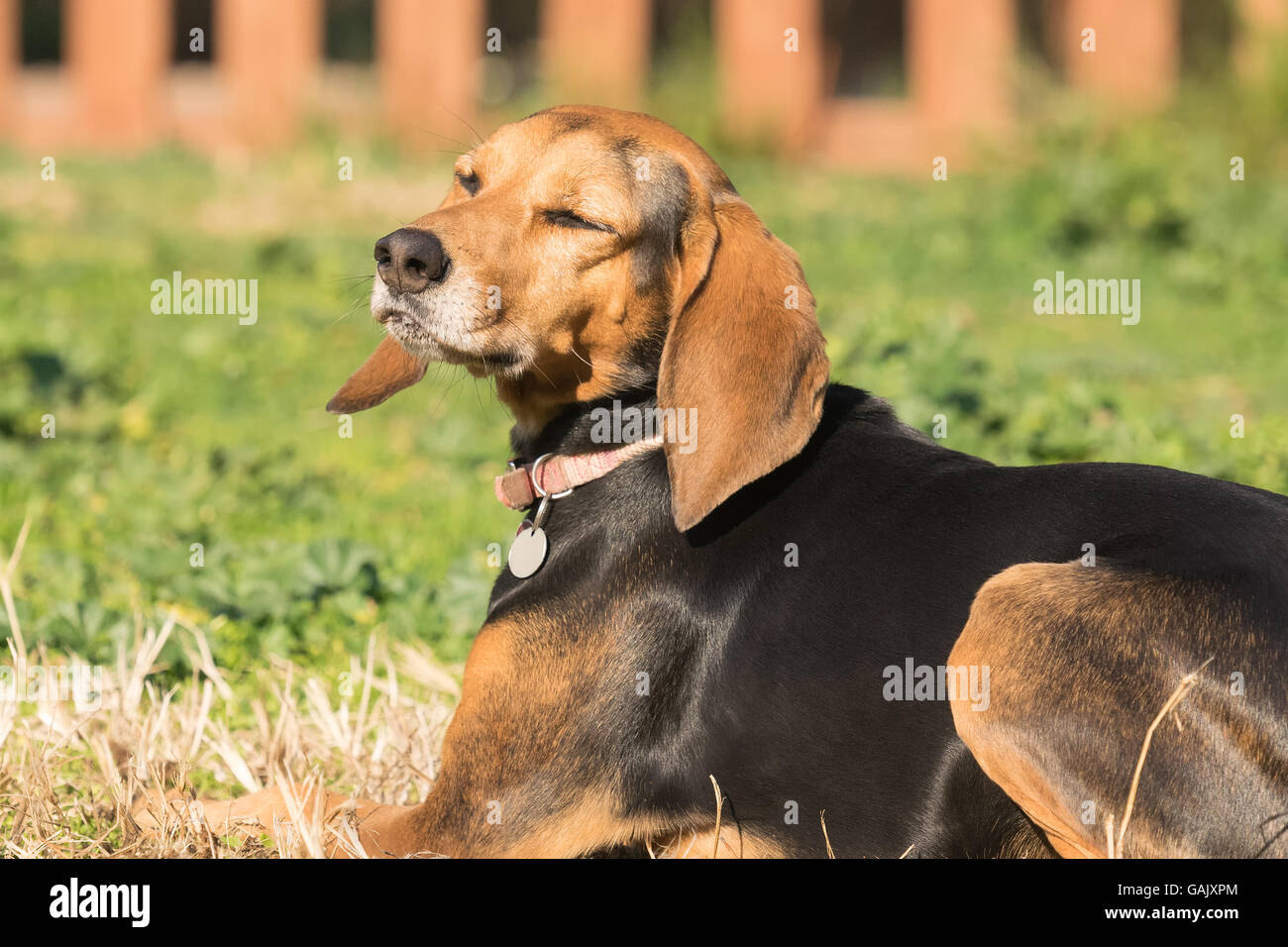 Suoneria ritratto di cane in un parco di appoggio e di godersi il sole con gli occhi chiusi. Foto Stock