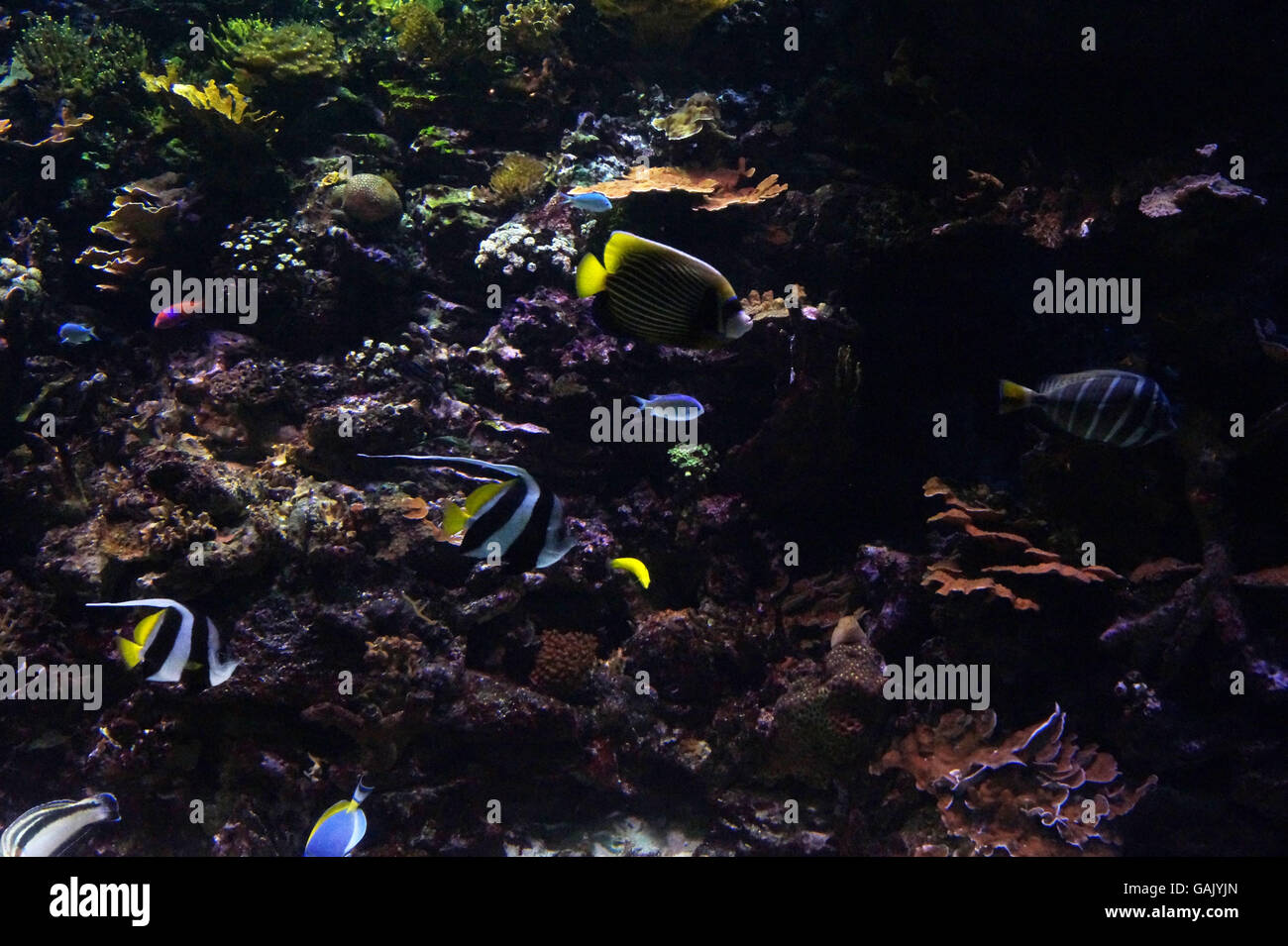 Una barriera corallina in NY Aquarium Foto Stock