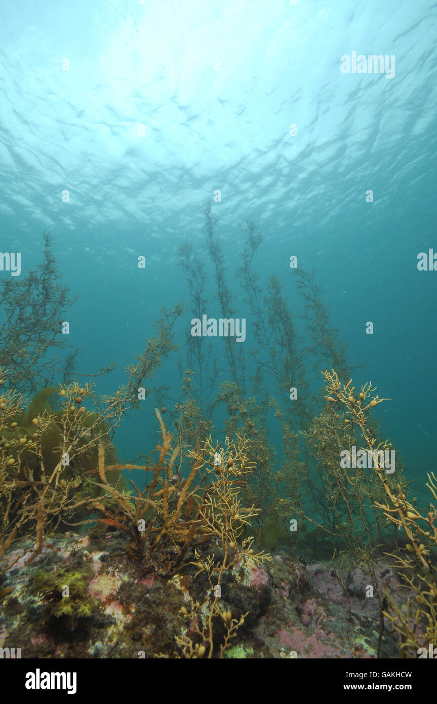 Alghe brune in acqua poco profonda Foto Stock
