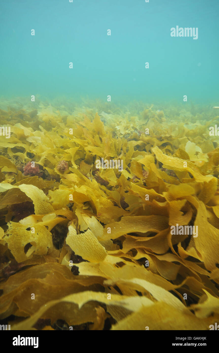 Denso campo kelp Foto Stock