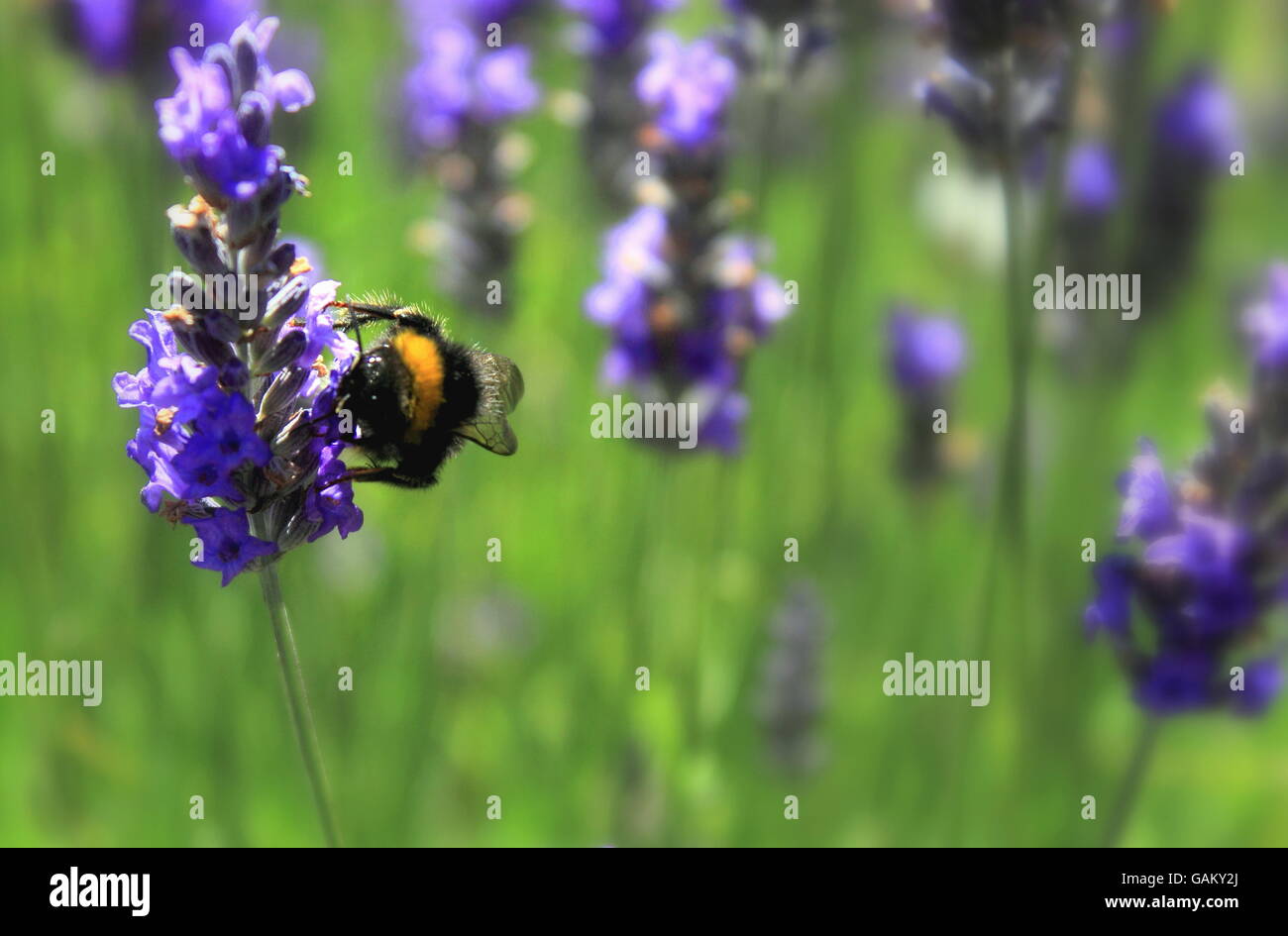 Bumblebee la raccolta di fiori di lavanda Foto Stock