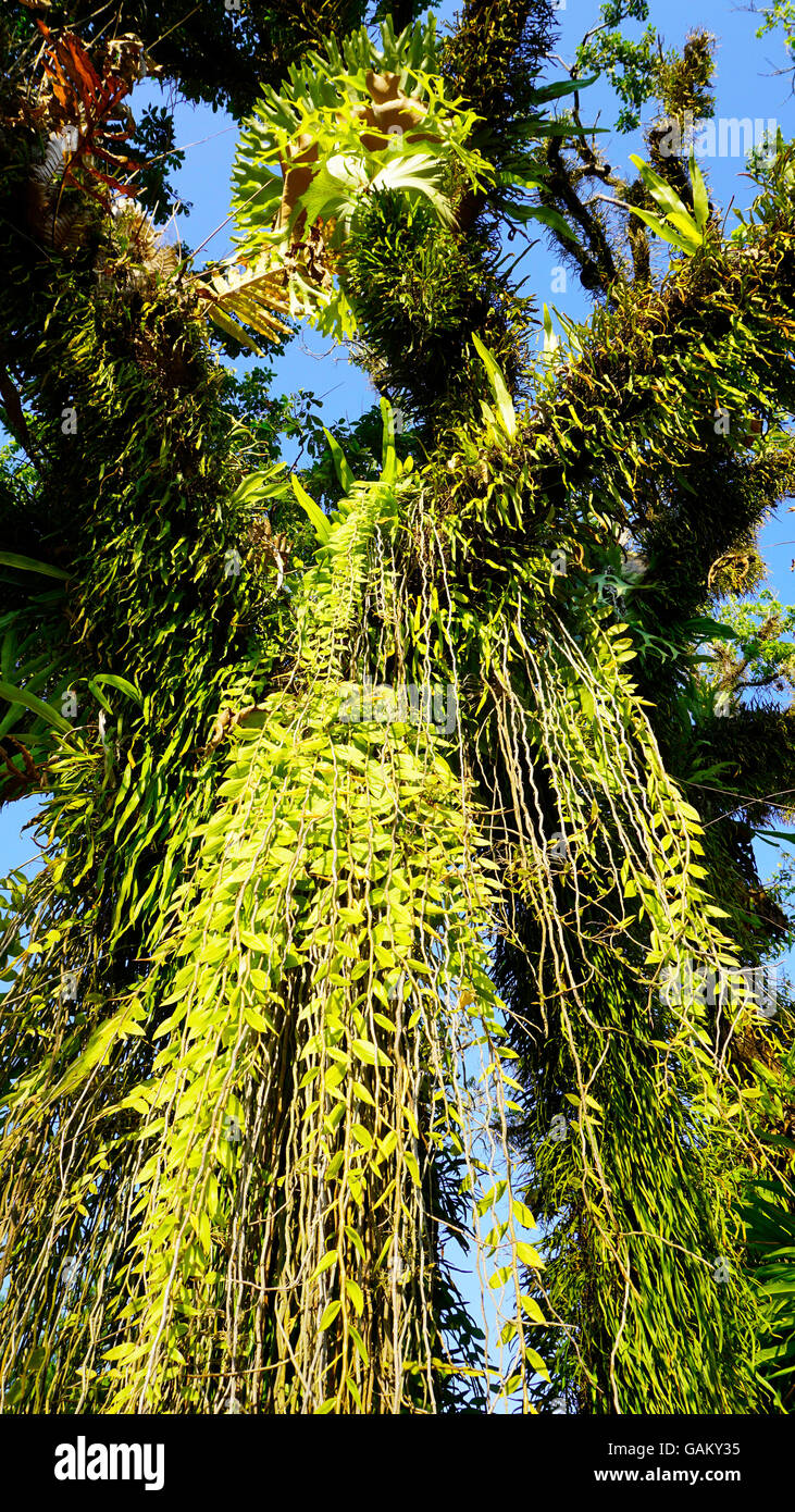 Albero gigante con abbondanza di pianta piccola tropcial garden Foto Stock
