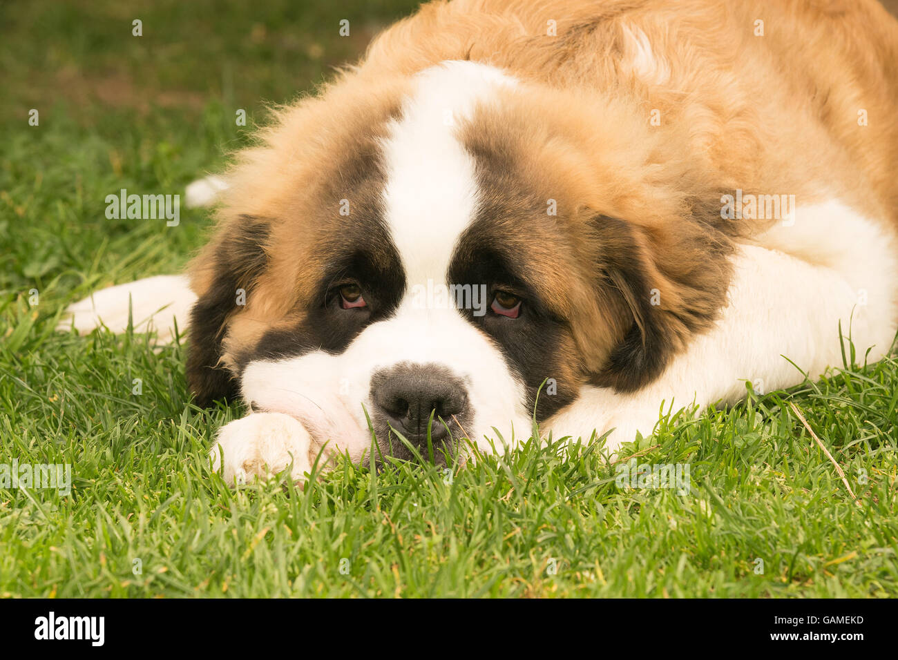 Grazioso cucciolo di cane san Bernardo in appoggio a un parco. Foto Stock