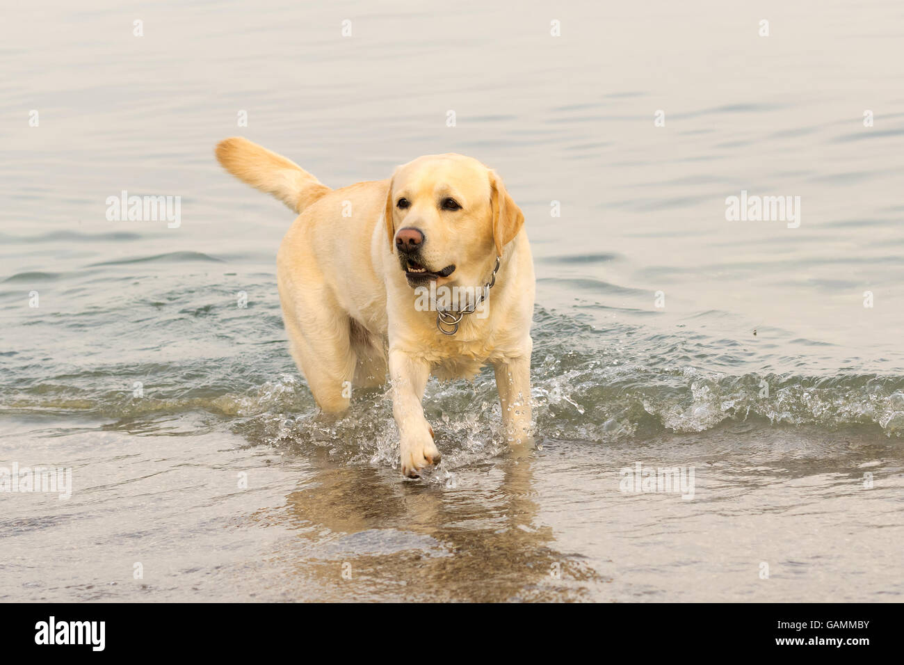 Il Labrador cane con il ritratto del mare. Foto Stock