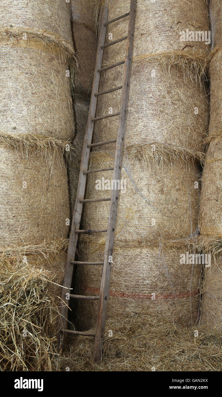 Vecchia scala di legno nel fienile della fattoria Foto Stock