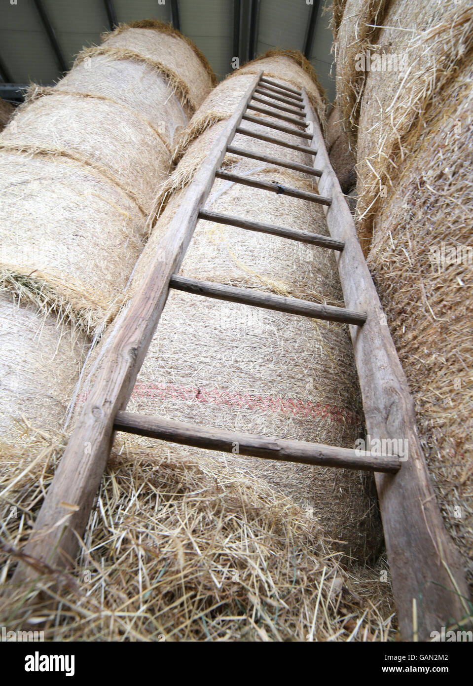 Vecchia scala di legno nel fienile della fattoria Foto Stock