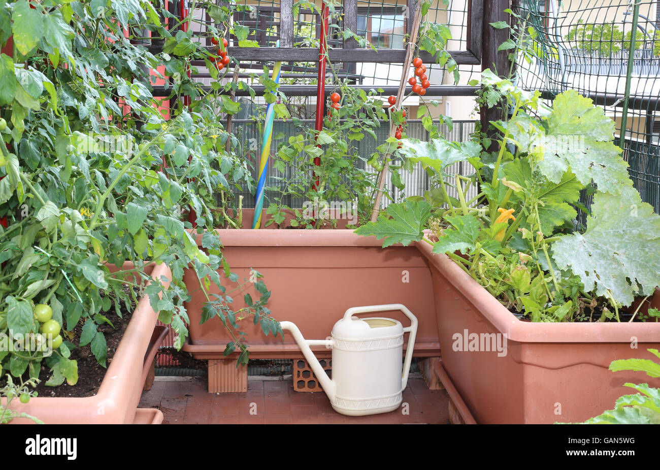 Annaffiatoio e grandi vasi con piante di pomodori rossi in un piccolo giardino urbano su una terrazza di un appartamento di un Condominio Foto Stock