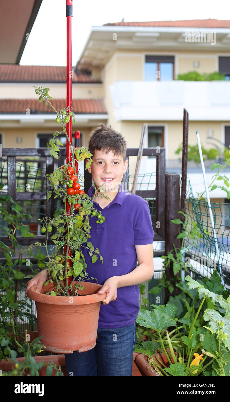 Guy nel suo giardino urbano con pomodori rossi nella pianta vaso sul terrazzo della casa Foto Stock