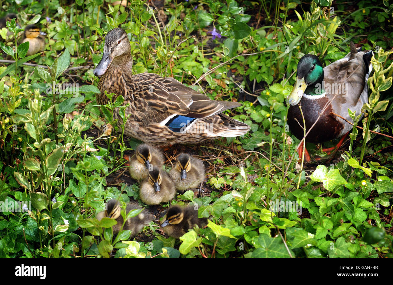 Una famiglia Mallard a Kensington Roof Gardens. Foto Stock