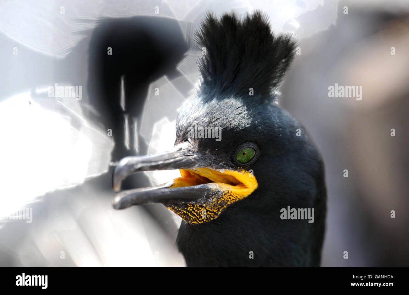 Stock delle Isole Farne. Un uccello di Shag nidificante sulle Isole Farne al largo della costa del Northumberland. Foto Stock