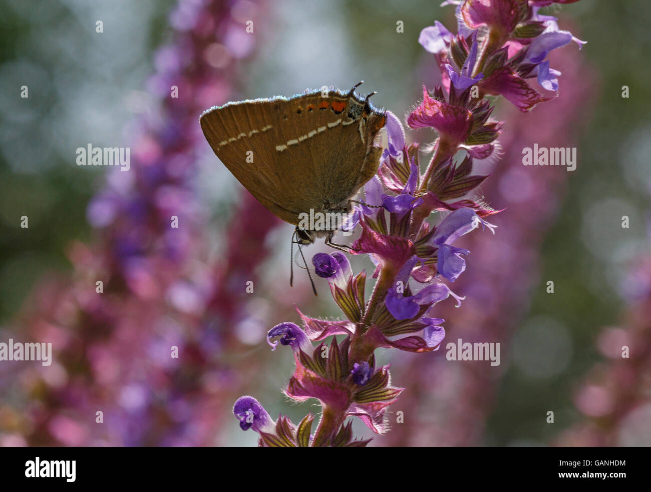 Bianco-lettera hairstreak butterfly sul prato fiore Foto Stock