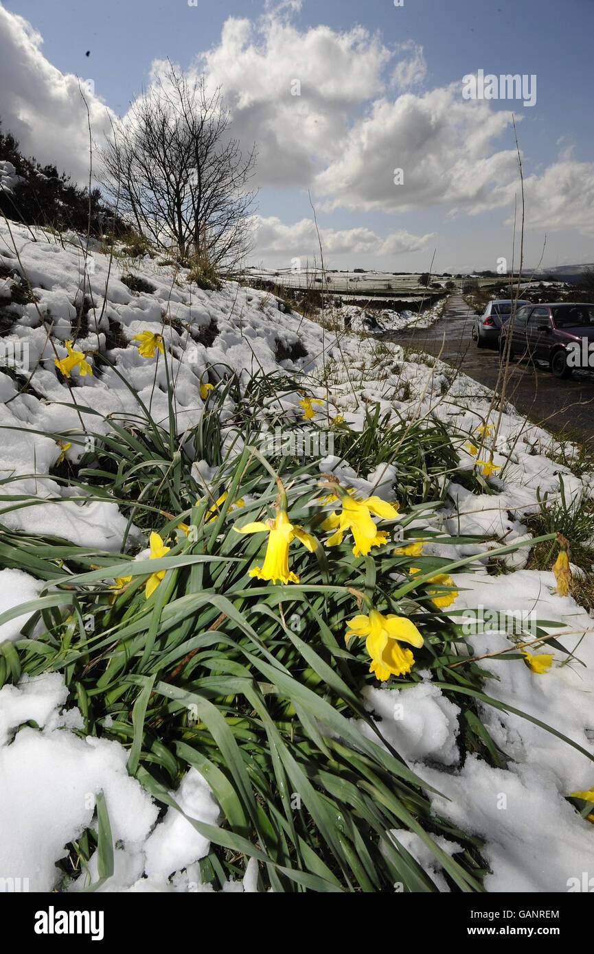 I narcisi lottano per fiorire dopo che più neve è caduto oggi vicino Huddersfield. Foto Stock