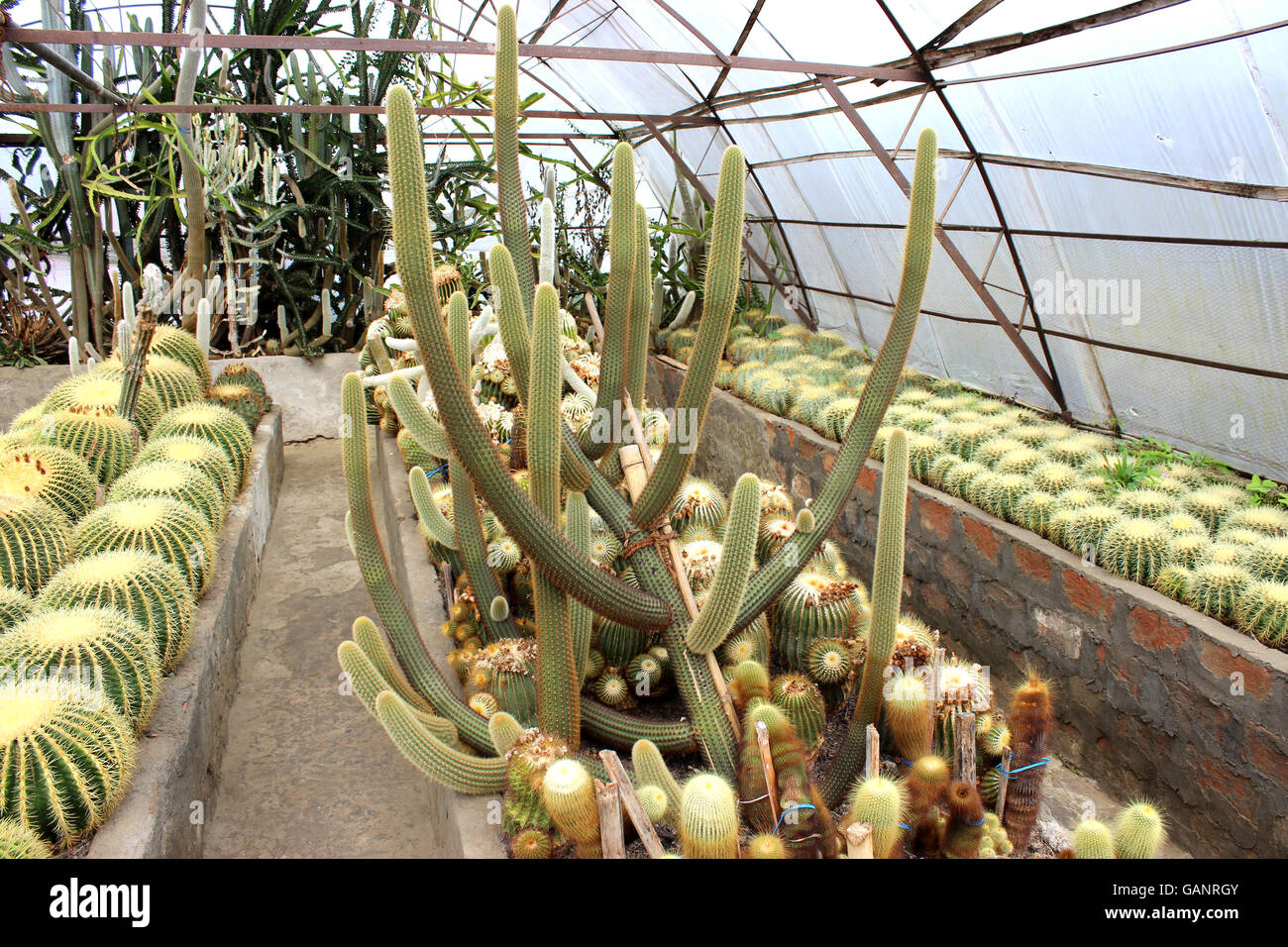 Cactus. Verdi diversi cactus spine nel recipiente di coltura ,ha un sacco di piccoli lungo verde aculei. Foto Stock