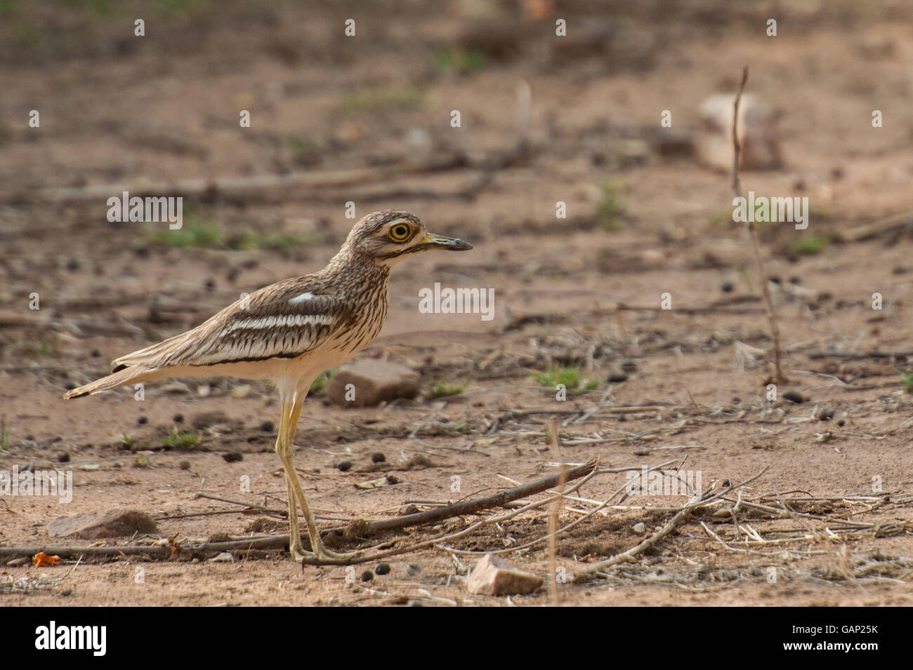 Eurasian thick-ginocchio, Burhinus oedicnemus, Burhinidae, il Parco nazionale di Ranthambore, India, Asia Foto Stock