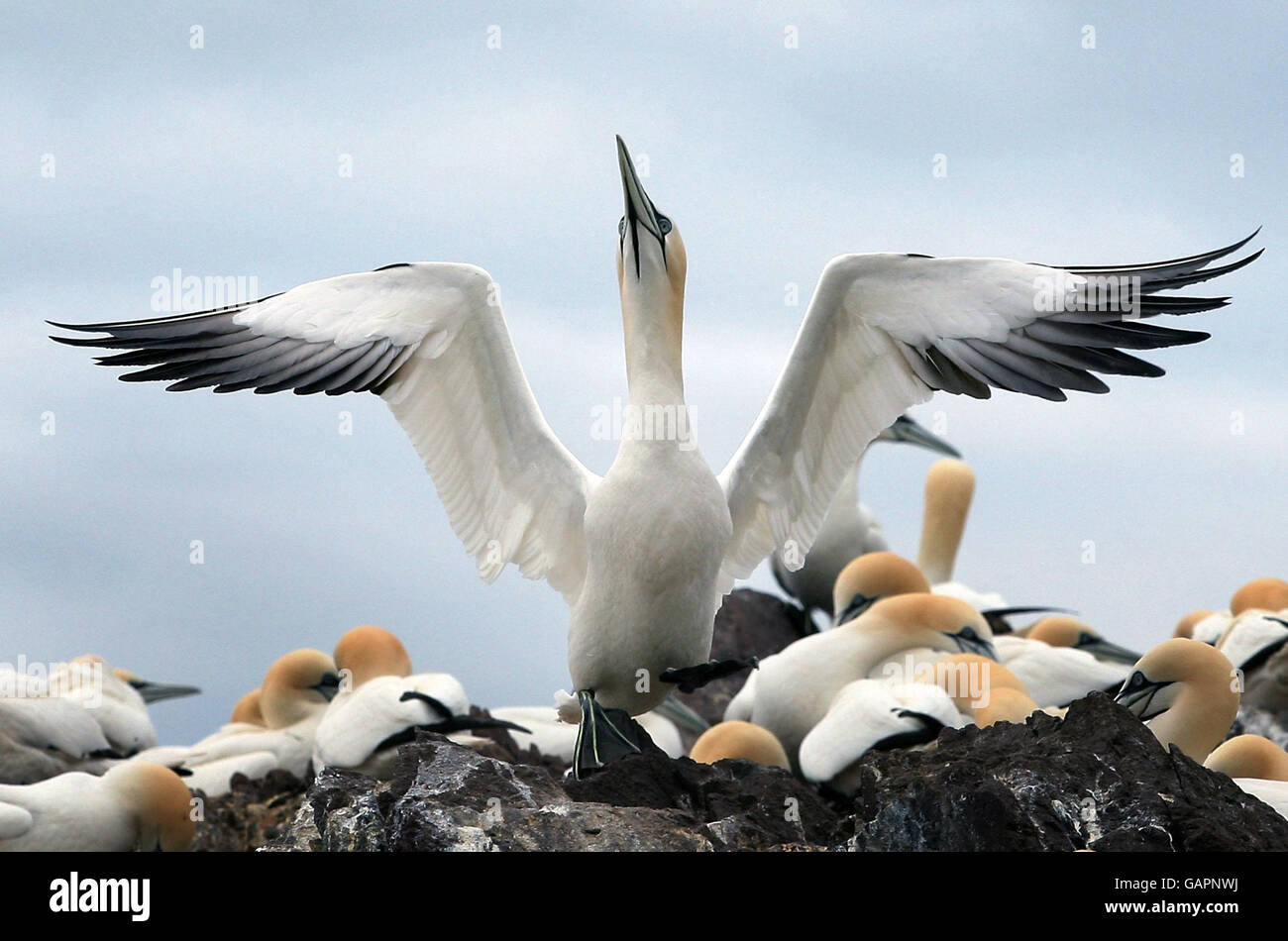 Colonia di Gannet a Bass Rock. Le gannette cercano cibo intorno a Bass Rock, la più grande colonia di gannet isolani del mondo. Foto Stock