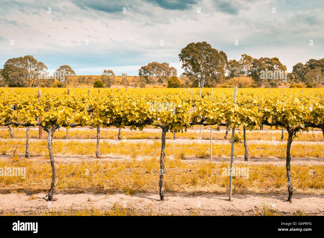 I vitigni nella Barossa Valley, Sud Australia. Color-tonificante applicato Foto Stock