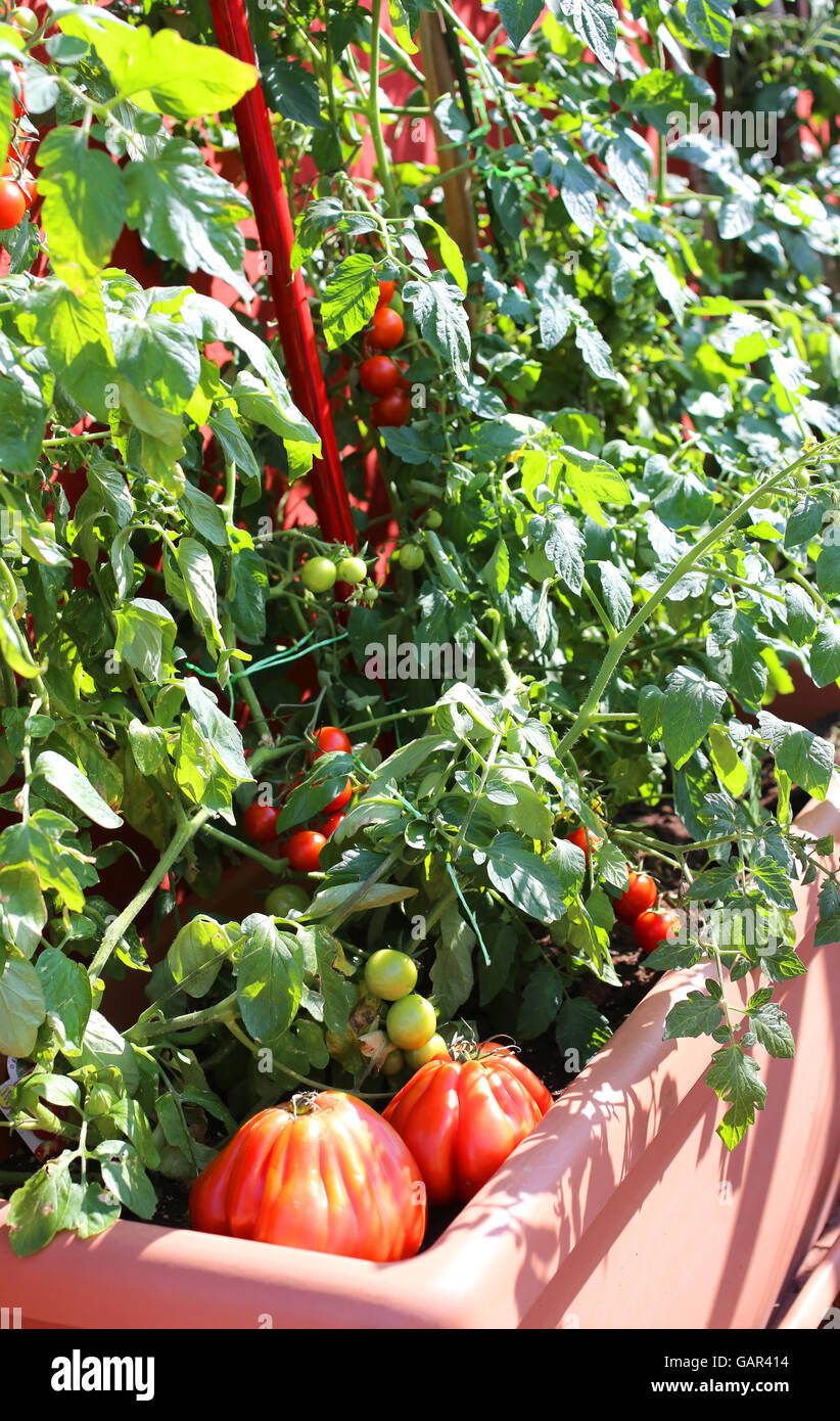 Pomodori rossi nel giardino vaso urbano su una terrazza di un appartamento di un Condominio Foto Stock