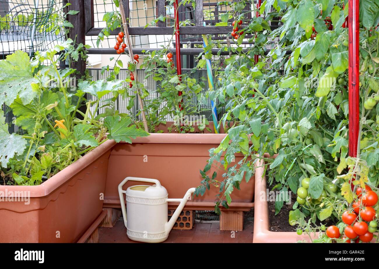 Annaffiatoio e grandi vasi con piante di pomodori rossi in un piccolo giardino urbano su una terrazza di un appartamento di un Condominio Foto Stock