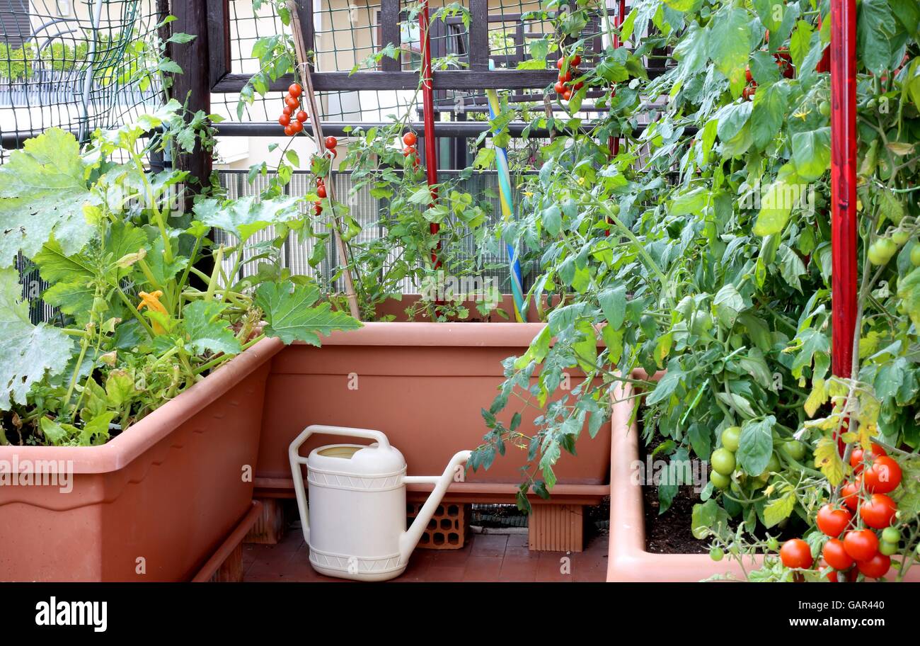 Annaffiatoio e vasi con piante di pomodori rossi in un piccolo giardino urbano su una terrazza di un appartamento di un Condominio Foto Stock
