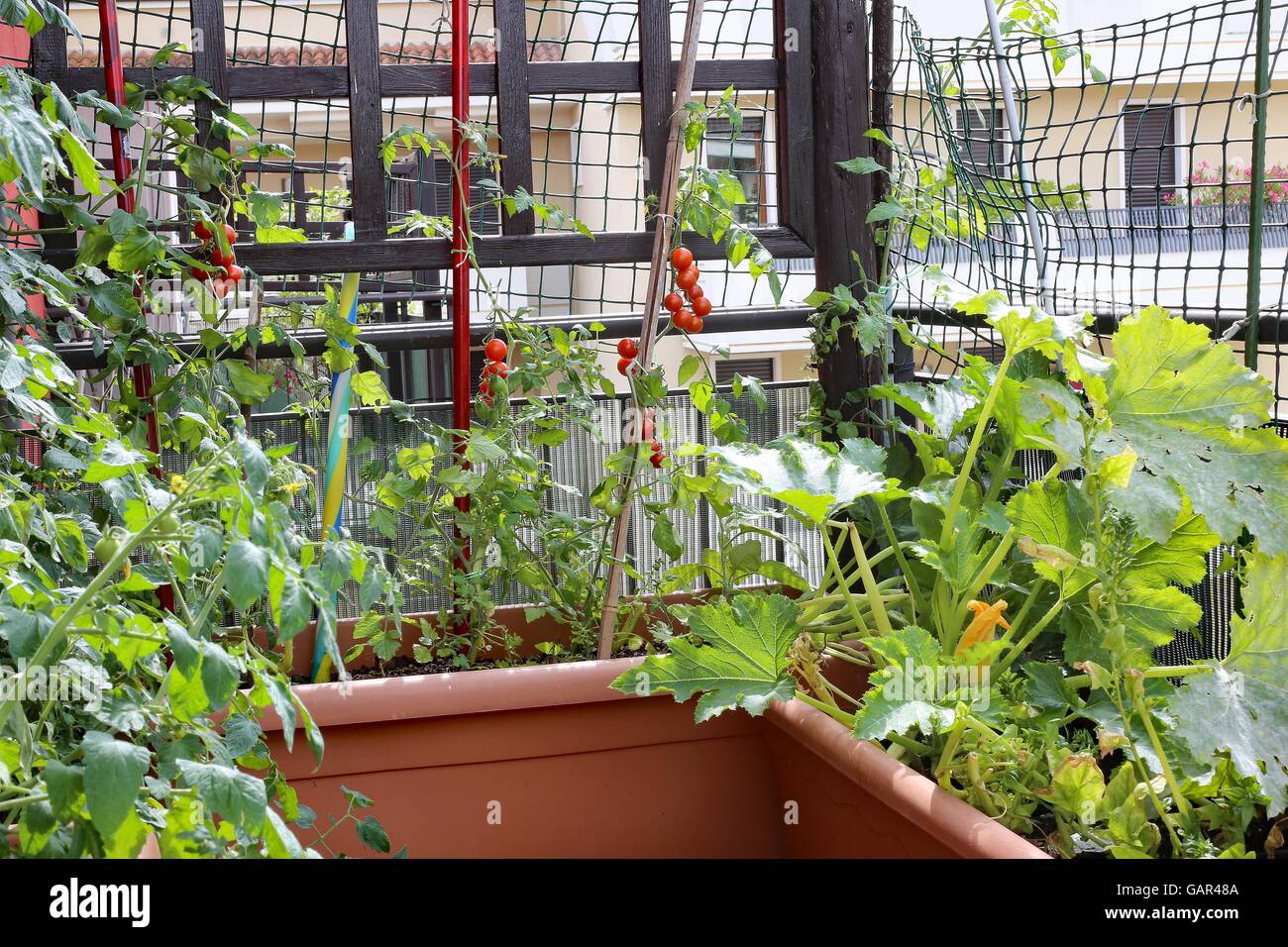 Le piante di pomodori rossi e zucchine in grandi vasi di un giardino urbano nel balcone della casa in città Foto Stock