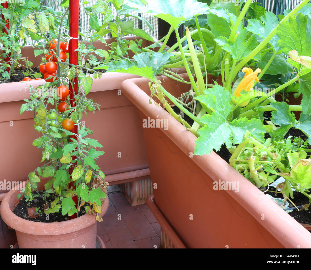 Le piante di pomodori rossi nel giardino vaso urbano su una terrazza di un appartamento di un Condominio Foto Stock