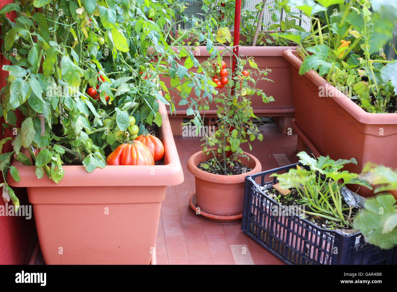 Le piante di pomodori rossi e zucchine in grandi vasi di un giardino urbano nel balcone della casa in città Foto Stock