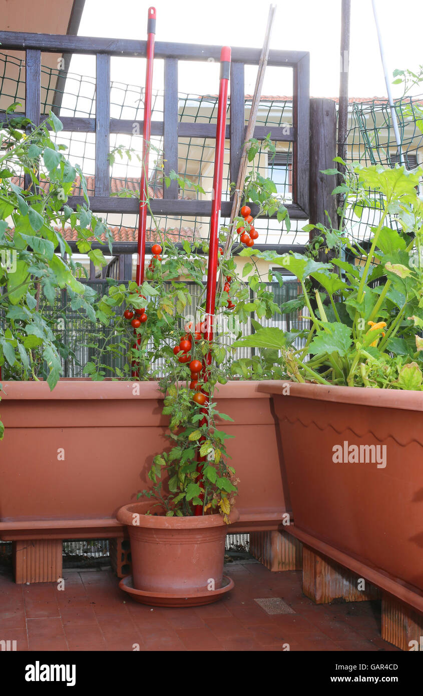 Pomodori rossi e zucchine in grandi vasi di un giardino urbano nel balcone della casa Foto Stock