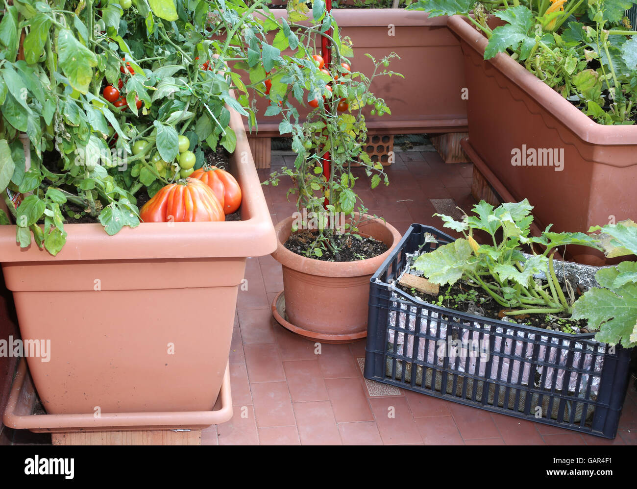 Pomodori e zucchine in grandi vasi di un giardino urbano nel balcone della casa in città Foto Stock
