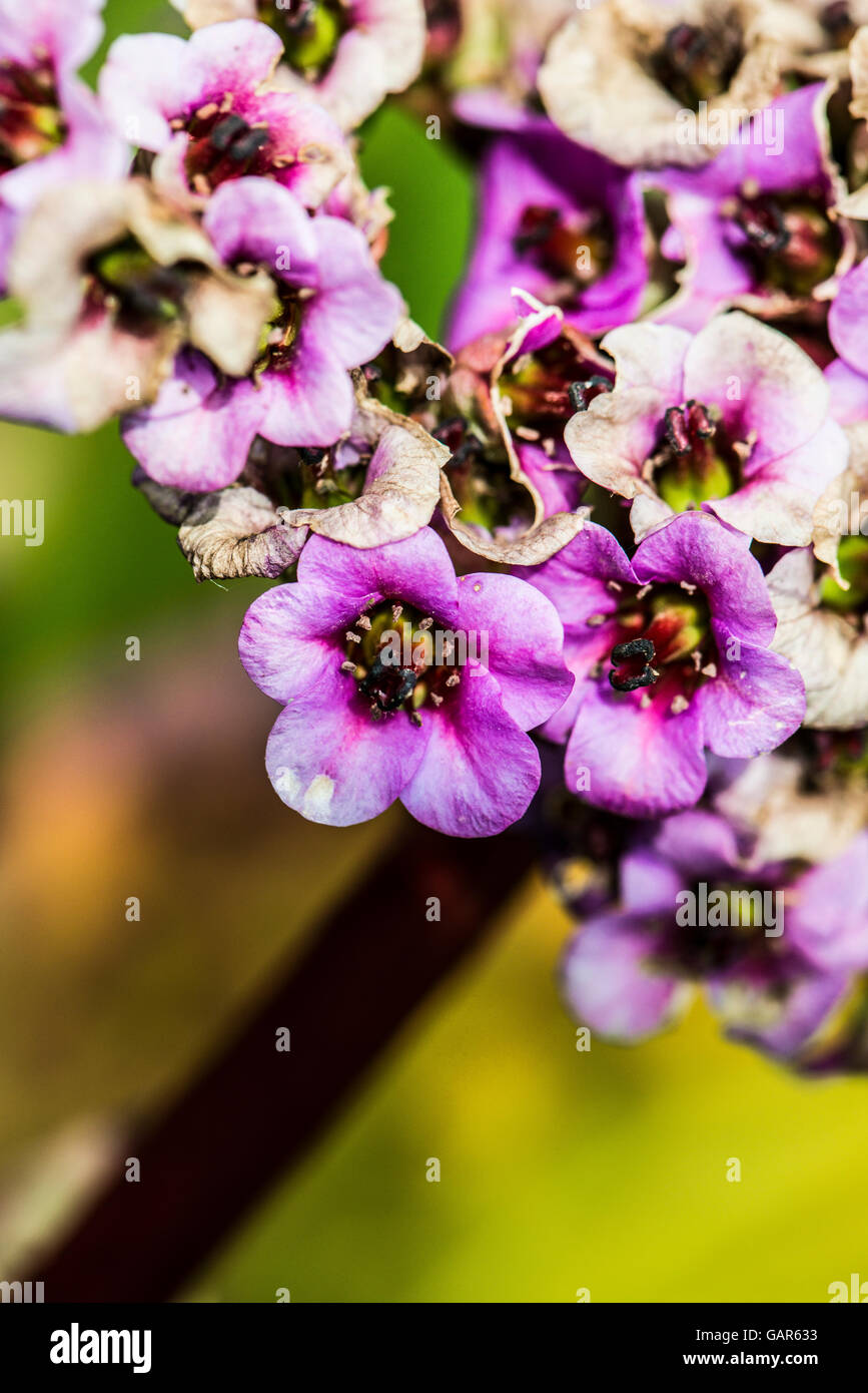 I fiori di un cuore a foglia (bergenia Bergenia cordifolia) Foto Stock