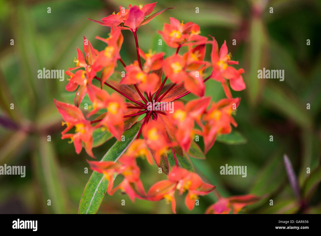 Un 'euforbia Fireglow' (Euphorbia griffithii 'Fireglow') in fiore Foto Stock