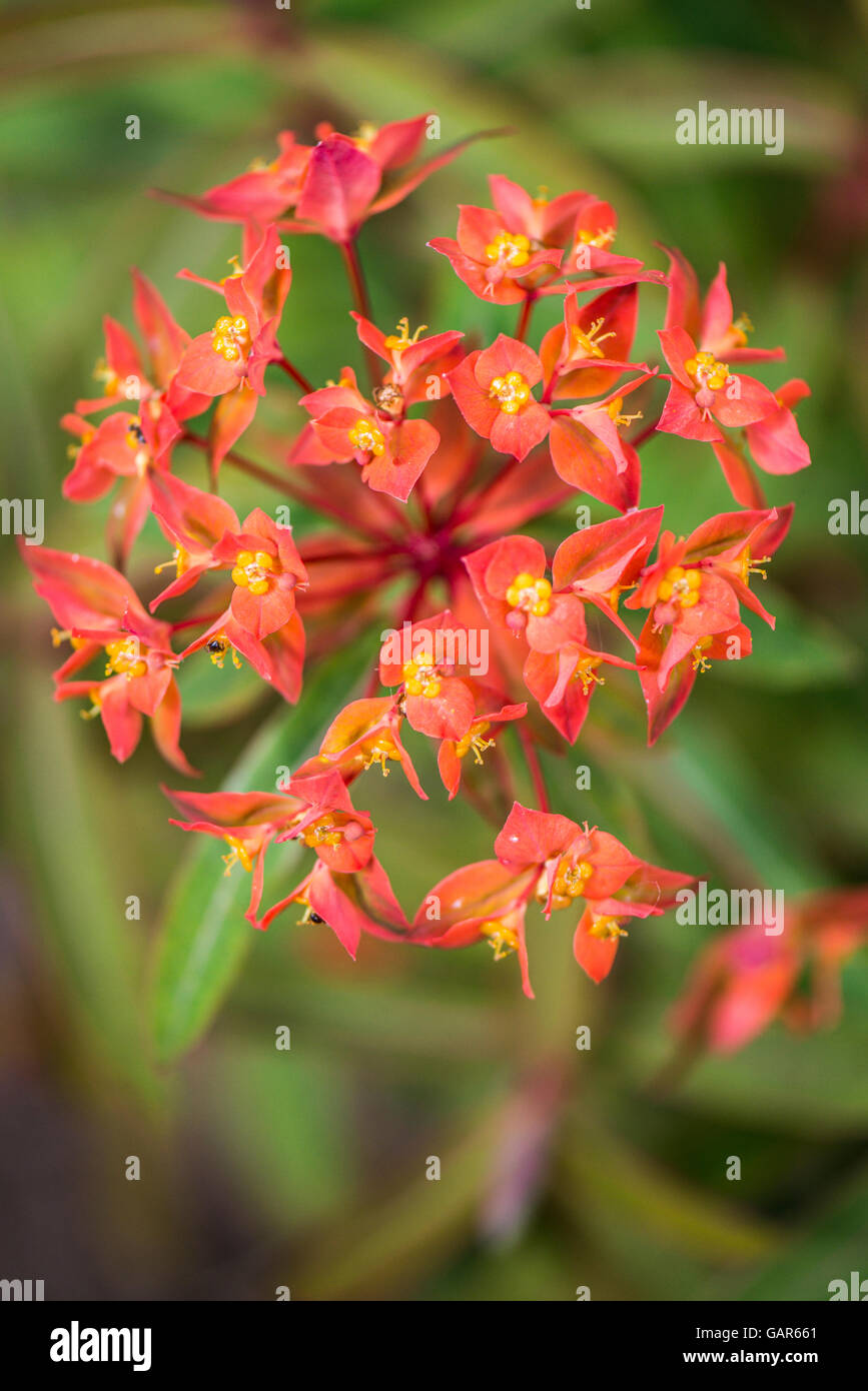 Un 'euforbia Fireglow' (Euphorbia griffithii 'Fireglow') in fiore Foto Stock