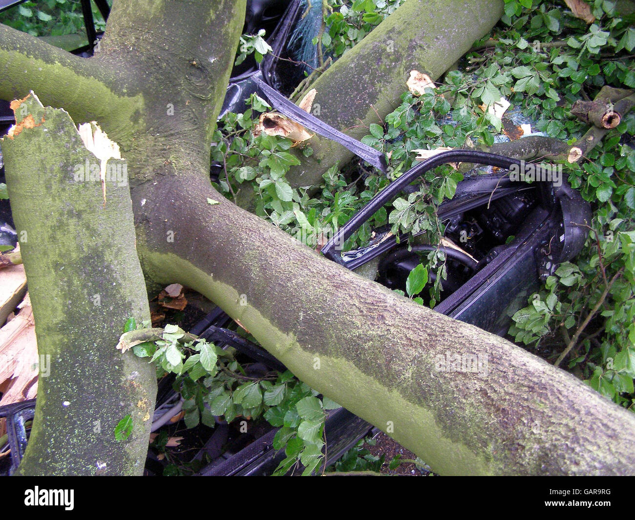 Una macchina è schiacciata da un albero in un parcheggio di chiesa in Ashby St ledgers, vicino a Daventry, Northamptonshire. Foto Stock