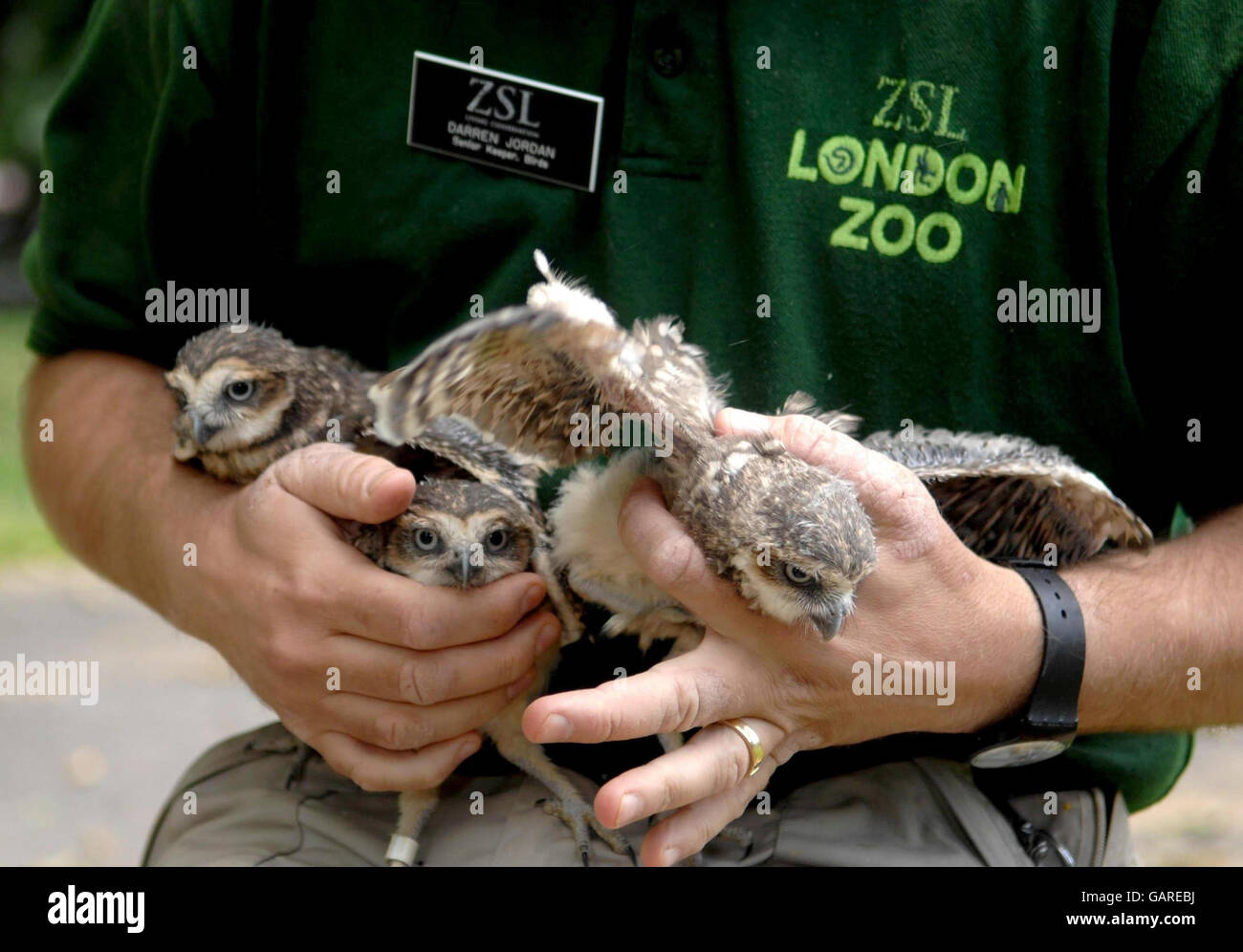 Senior Trainer presso lo zoo di Londra, Mark Habben alimenta tre pulcini di gufo che sono stati salvati dalla loro scatola sotterranea il mese scorso dopo le forti piogge minacciate di inondarla. Foto Stock