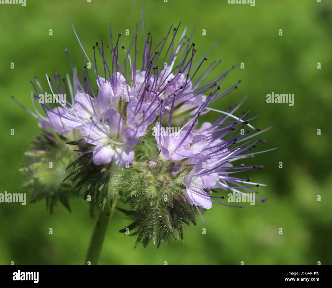 I graziosi fiori viola di Phacelia tanacetifolia noto anche come tansy o lacy phacelia. Foto Stock