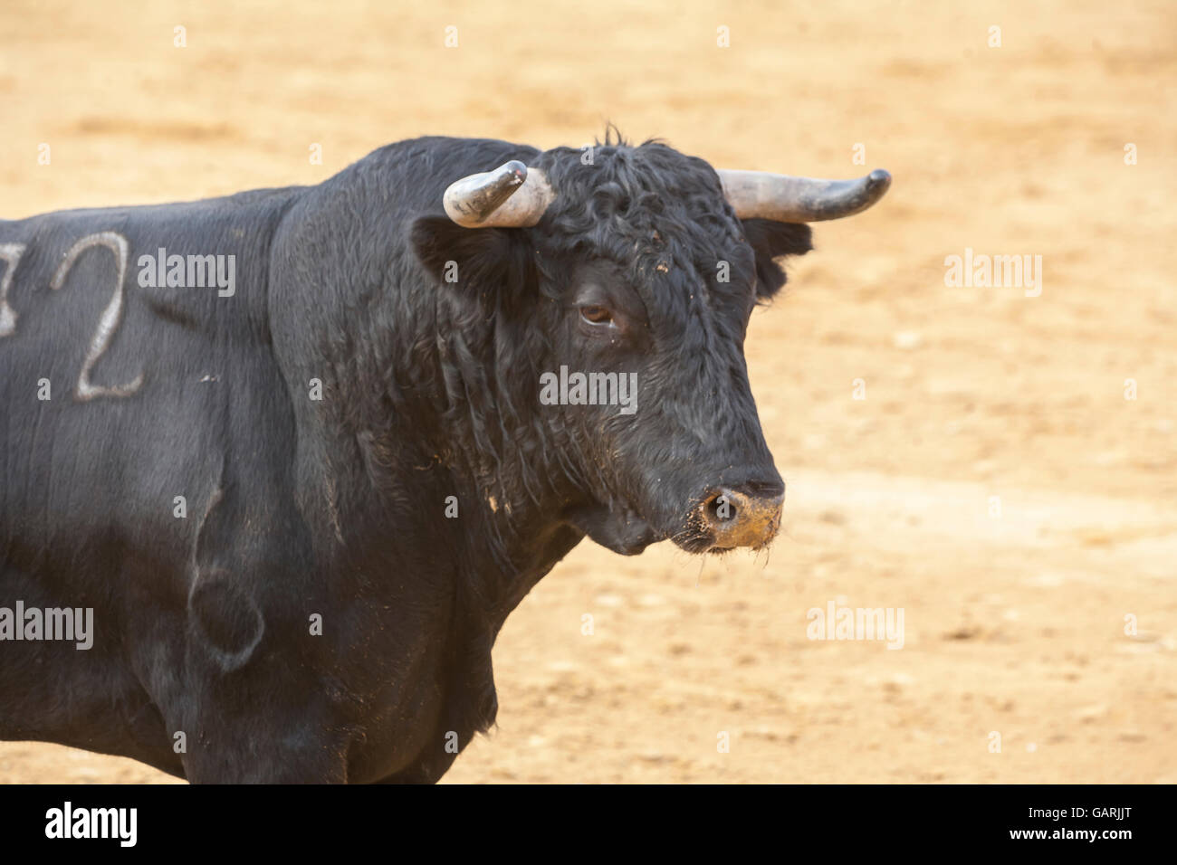 La cattura della figura di un coraggioso bull di capelli colore nero in una corrida, Spagna Foto Stock