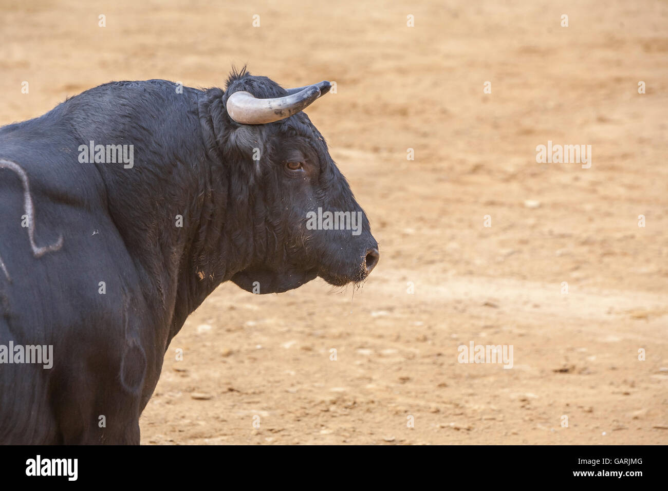 La cattura della figura di un coraggioso bull di capelli colore nero in una corrida, Spagna Foto Stock