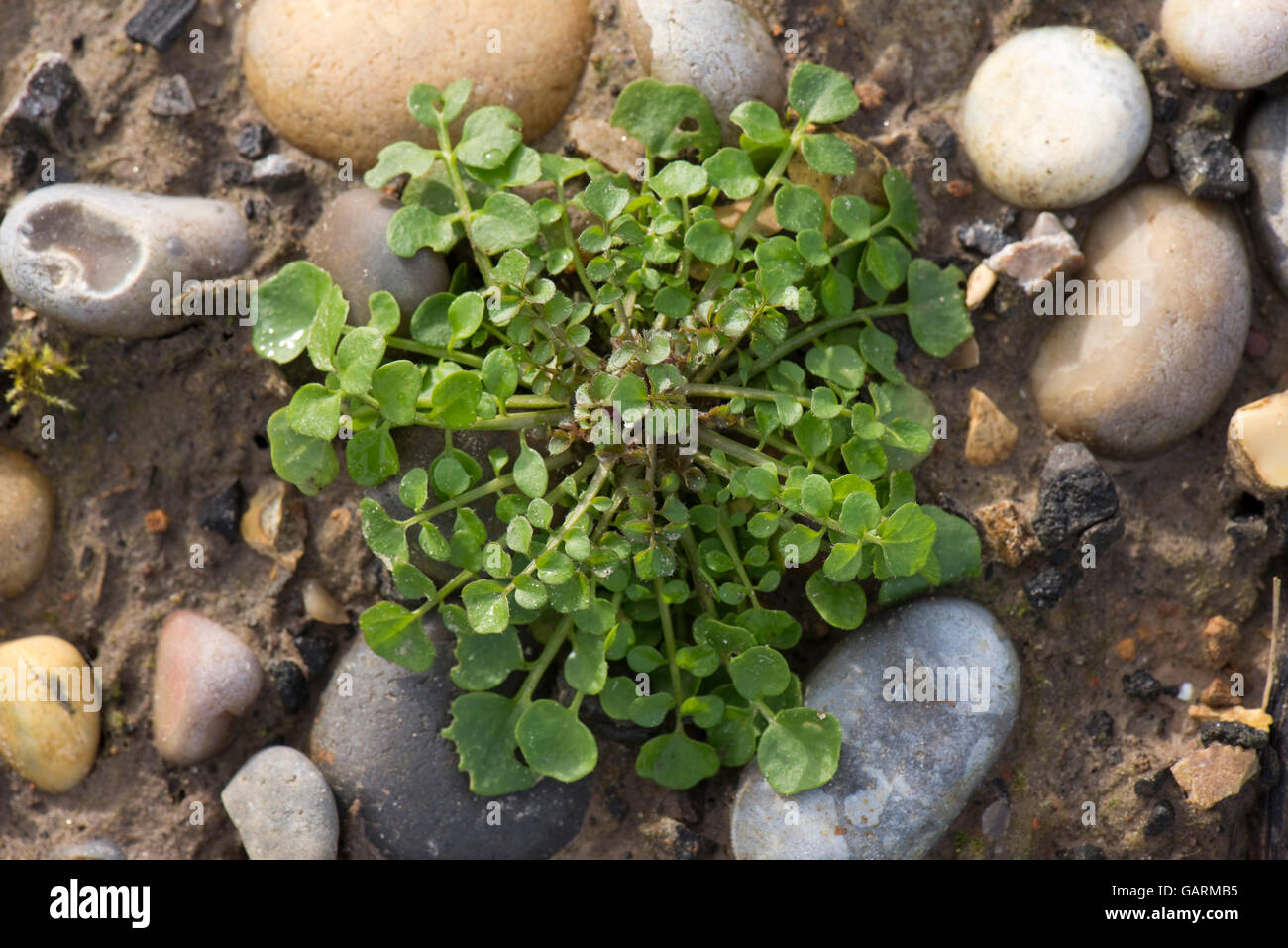 Un peloso, bittercress Cardamine hirsuta, foglie di piante rosetta, un giardino comune erbaccia, Febbraio Foto Stock