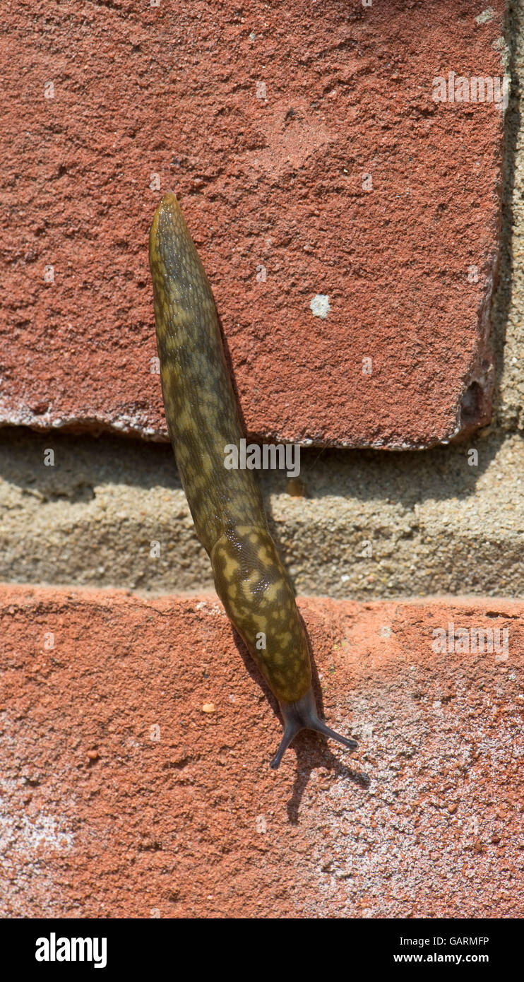 Un giovane leopard slug, Limax maximus, scendendo da un muro di mattoni, Berkshire, può Foto Stock