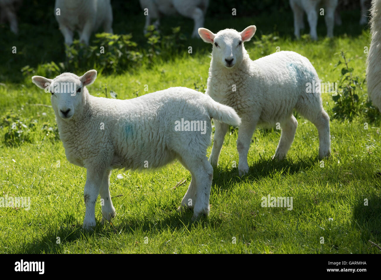 I giovani agnelli cheviot sulla molla di downland pascolo, Berkshire, può Foto Stock
