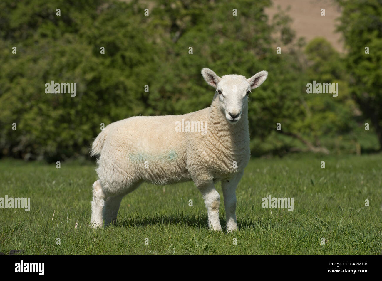 Giovani cheviot agnello su downland pascolo a molla, Berkshire, può Foto Stock